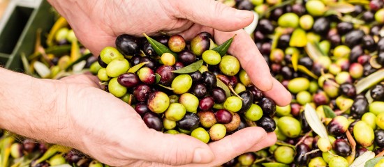 Producteurs d'olives et d'huile d'olive : organisation de producteurs