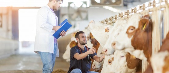 Vétérinaires : le maillage des praticiens en France