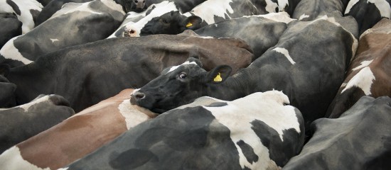 Éleveurs de bovins : une feuille de route pour éradiquer la brucellose