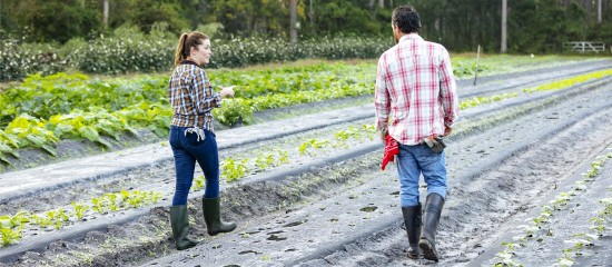 Renouvellement du bail rural au profit d'un seul des conjoints colocataires