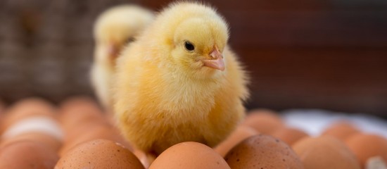 Aviculteurs : fin du broyage des poussins mâles