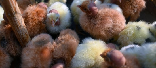 Aviculteurs : versement d'une seconde avance aux éleveurs touchés par la grippe aviaire