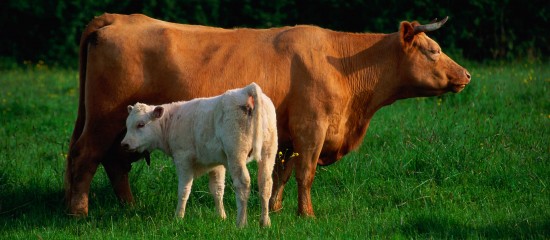 Éleveurs de bovins : aides aux veaux sous la mère et aux veaux bio 2022