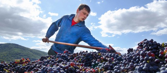 Viticulteurs : l'avenir du secteur de la viticulture à l'horizon 2040