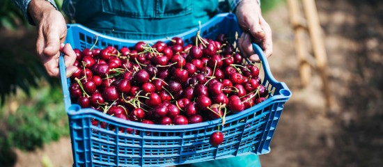 Arboriculteurs : haro sur les cerises traitées au phosmet !