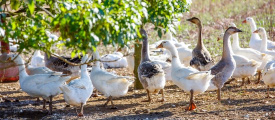 Aviculteurs : allègement des mesures anti-grippe aviaire