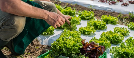 Agriculture biologique : le plan de soutien de l'État à la filière