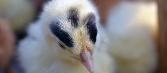 Aviculteurs : renforcement du soutien de l'État aux éleveurs victimes de la grippe aviaire