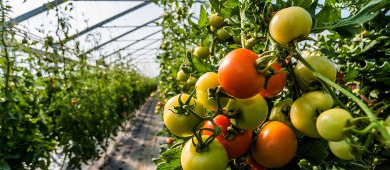 Maraîchers : la vente de légumes bio d'été sous serres chauffées à nouveau autorisée en hiver