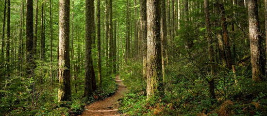 Des aménagements pour le dispositif Defi-forêt