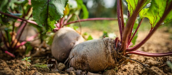 Producteurs de betteraves : les cultures autorisées après l'usage de néonicotinoïdes