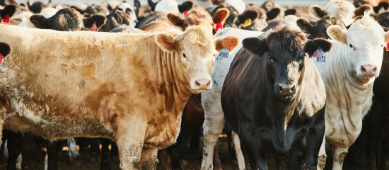 Élevages bovin et ovin : précisions sur l'aide aux éleveurs touchés par la MHE