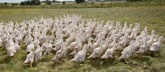 Aviculture : le risque de grippe aviaire redevient « modéré »