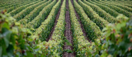 Viticulture : une enquête sur les intentions d'arrachage de vignes