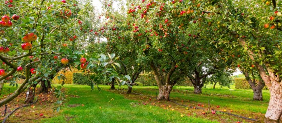 Arboriculture : aide à la plantation de pommiers à cidre