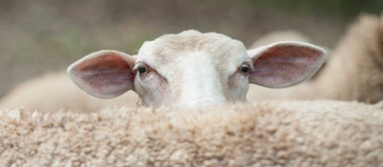 Élevages ovins et bovins : lutte contre la fièvre catarrhale ovine