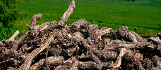 Viticulture : aide à l'arrachage de vignes