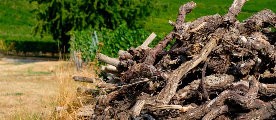 Viticulture : l'aide à l'arrachage de vignes peut être demandée