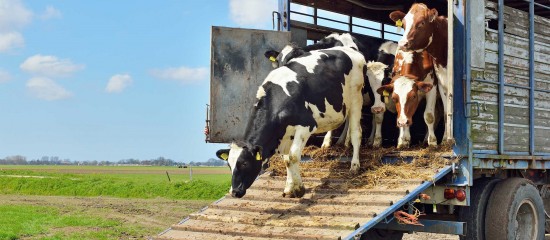 Élevages bovins et ovins : conditions de transport des animaux quittant la zone régulée