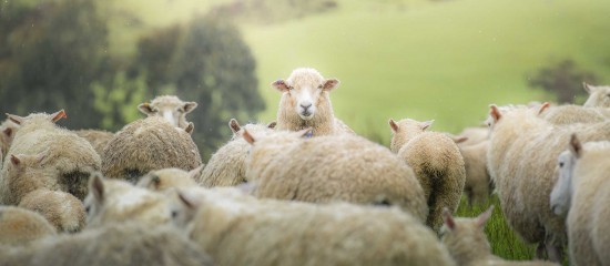 Élevages ovins et bovins : indemnisation des pertes dues à la FCO-3