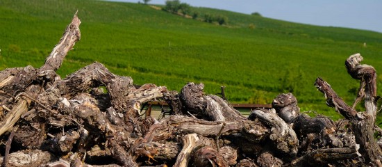 Viticulture : quel bilan pour les demandes d'aide à l'arrachage ?