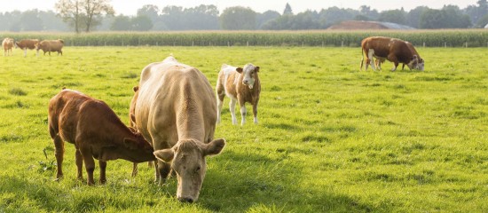 Élevages bovins et ovins : les mesures de soutien de la MSA