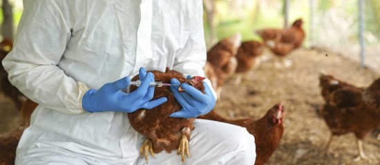 Aviculture : prise en charge par l'État du coût de la vaccination contre la grippe aviaire