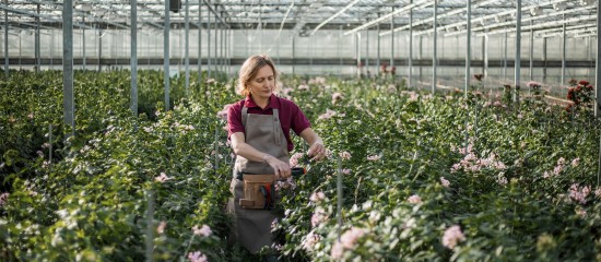 Activités agricoles exonérées de CFE : à condition que l'activité soit agricole !