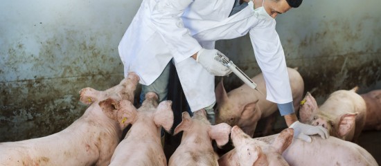 Élevages porcins : un plan d'audit sur la peste porcine africaine