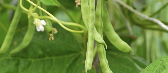 Maraîchage : lutte contre la bactériose vasculaire du haricot